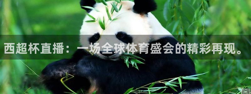袋鼠直播体育直播入口：西超杯直播：一场全球体育盛会的精彩再现。